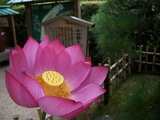来年の観蓮節(かんれんせつ)で逢いましょう