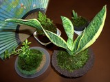 岡山朝市の苔玉アレンジ