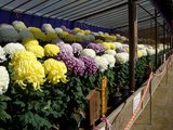 ������޵Ʋ����λ��ܻ�Ω�ơ����ܡ�