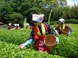 茶つみ祭