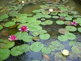 モネの睡蓮の池