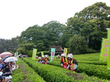 「海田茶摘み踊り保存会」 茶摘み娘さん 2009.5.17