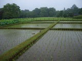 鴨と燕と岡山城