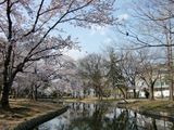 桃太郎アリーナの桜と、旧 岡山偕行社。 2009.4.8