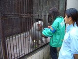 マントヒヒのランチタイム