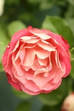 020-1