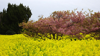 DSC00517