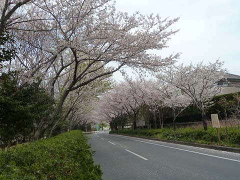 桜散る
