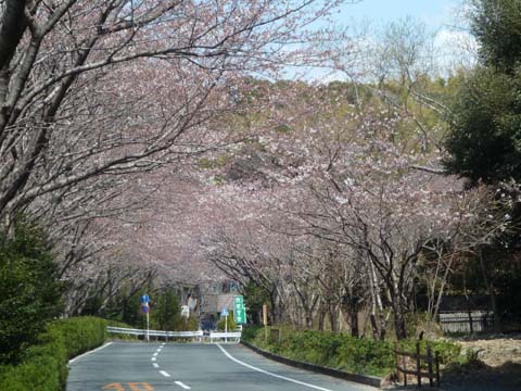 桜2012