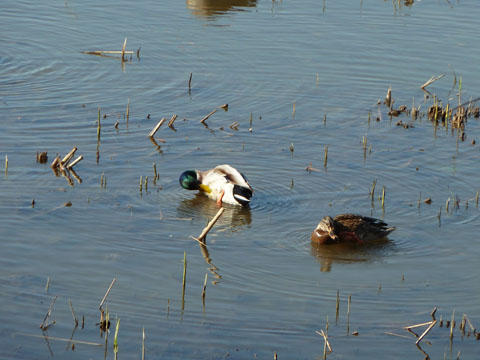 冬の佐鳴湖5