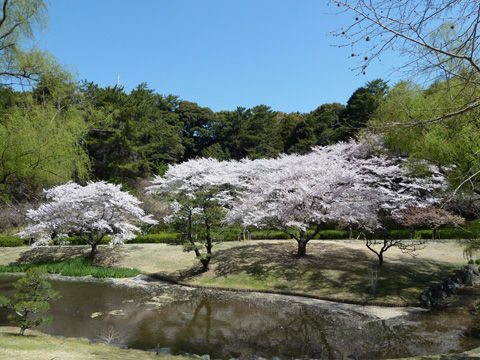 2011フラワーパーク・桜-4