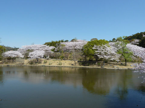 2011フラワーパーク・桜-8