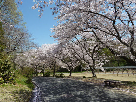 2011フラワーパーク・桜