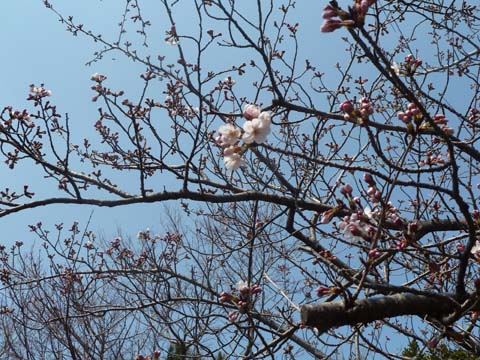 春の佐鳴湖2