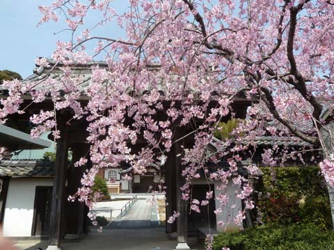 桜2012-3