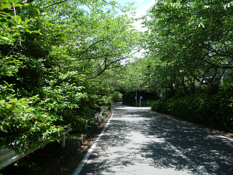 夏の日差しの佐鳴湖2