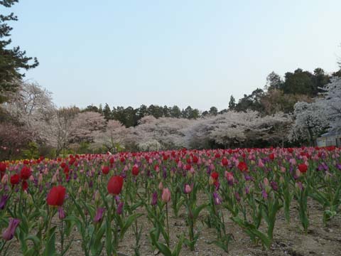 夜桜終了
