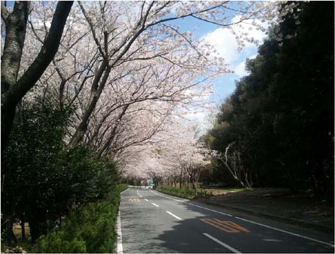 桜2012-2