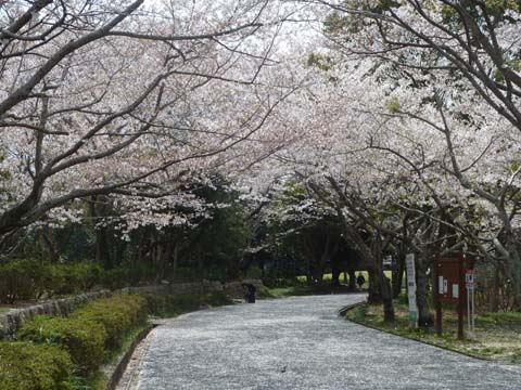 桜散る2