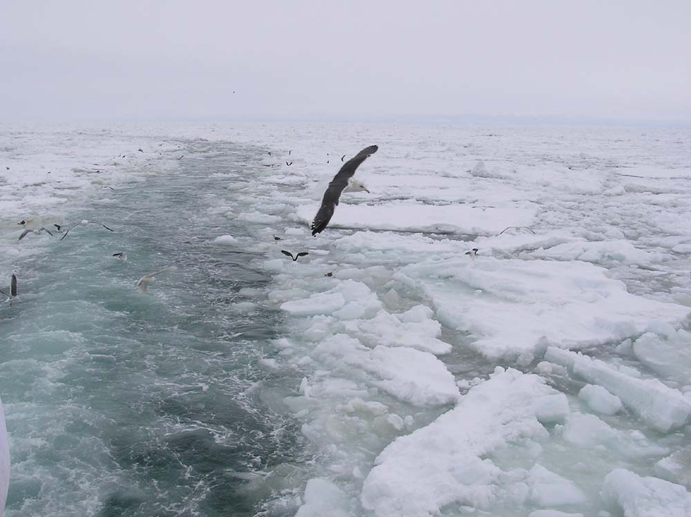 オホーツクの流氷
