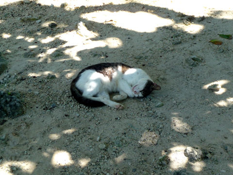夏の旅 (95)