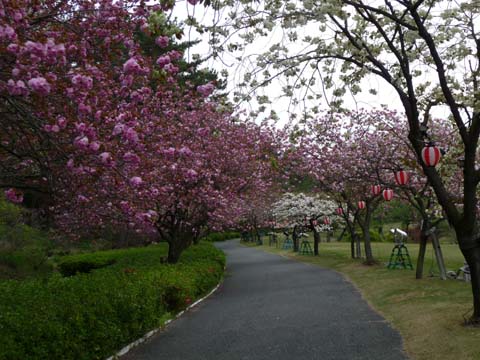 八重桜2008