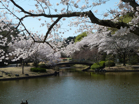 2011フラワーパーク・桜-7