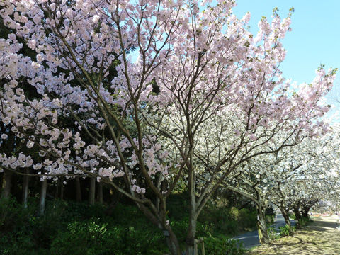 2011フラワーパーク・桜-2