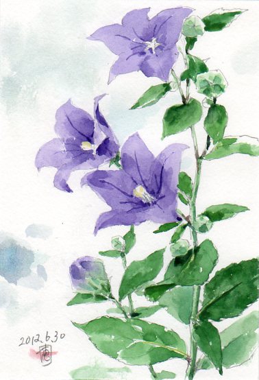 庭の桔梗が小雨に揺れて 絵日記 : 新・サンデーKUぼちぼち絵日記 庭の桔梗が小雨に揺れて 絵日記 : 新・サンデーKUぼちぼち絵日記