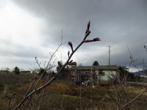 DSCF0276