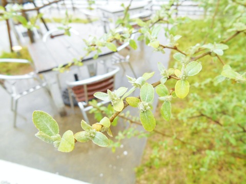 DSCN9871