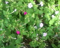 20100827_0540