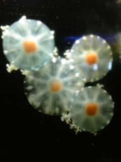 c1f147c7.jpg