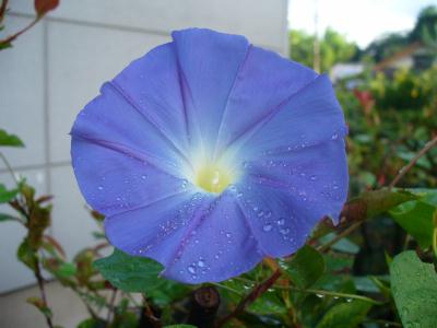 heavenly-blue