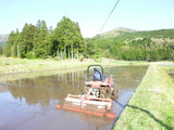 シロカキ 019