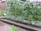 IMG_0695