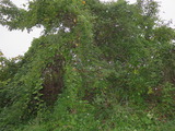 IMG_8561