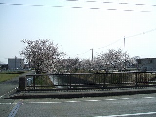 hasitosakura