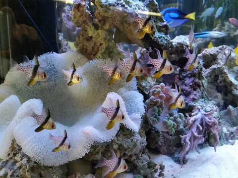 海水魚追加