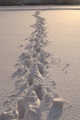20080127