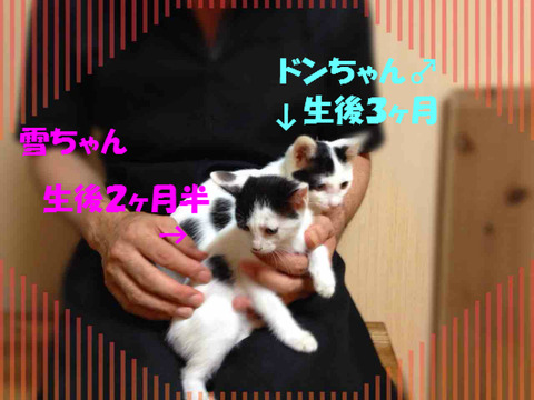 BlogPaint