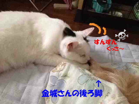 BlogPaint