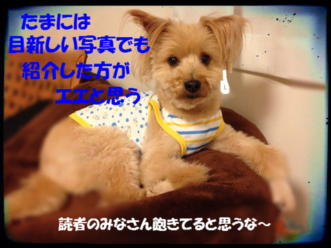 BlogPaint