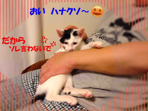 BlogPaint