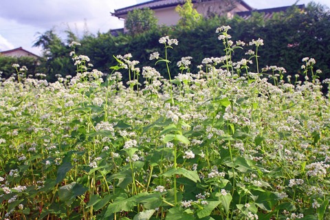 shinnsoba