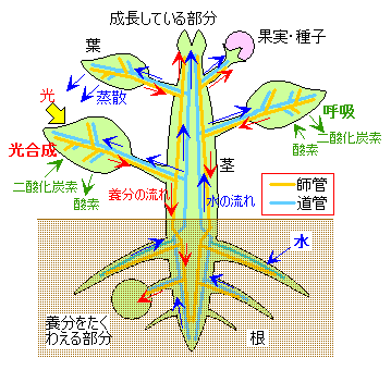 おうぶん