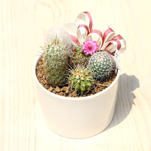 ����Х����롡¿����ʪ����