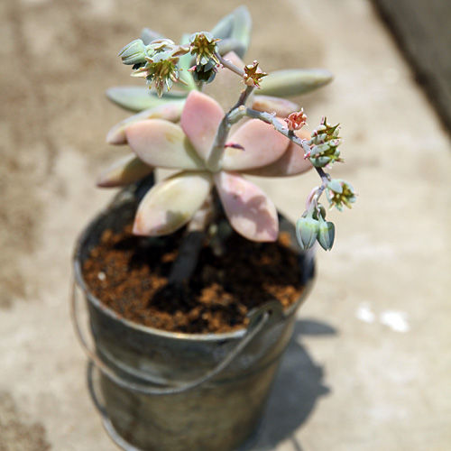 ����Х����롡¿����ʪ����
