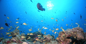 PA0500103