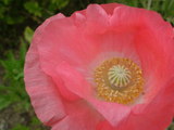 29074d50.jpg